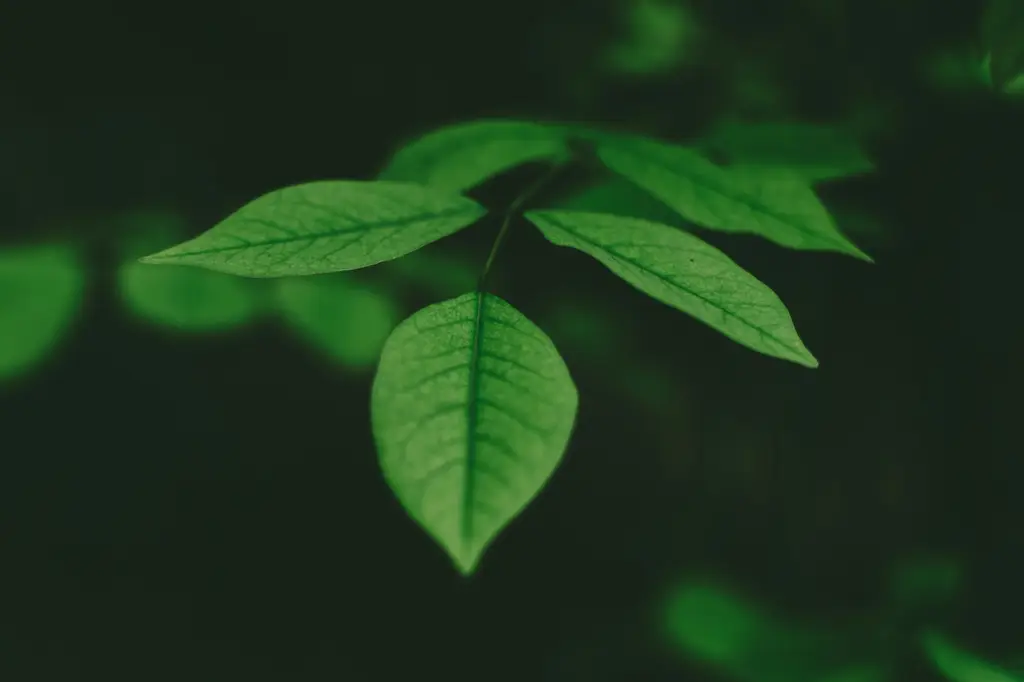 嗨皮生辰大樂合！大溪威斯汀生日攻略，吃住優惠攏總報你知