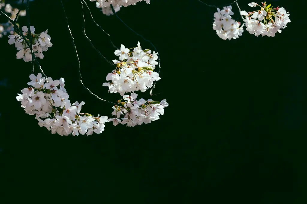 花季湯屋票卷攻略：泡湯尋找花香滿懷的幸福時光