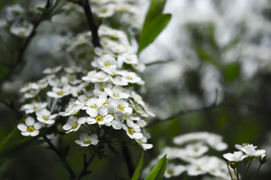 花季泡湯樂